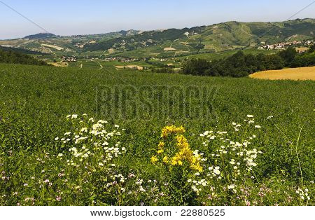 Paesaggio In The Oltrepo Pavese (Italia)