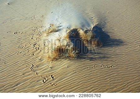 Rabbit Foot Prints On Sand Around Plants In The Desert Of Rub' Al Khali