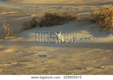 Desert Fox In Rub' Al Khali