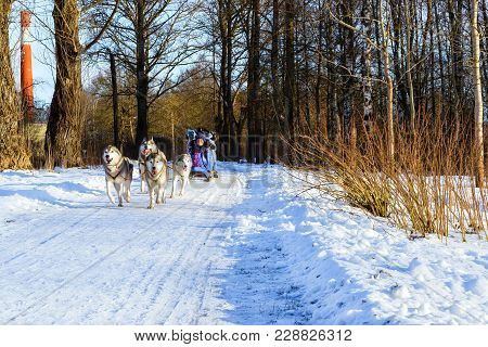 Girl Riding On Sled Pulled By Dog Siberian Huskies