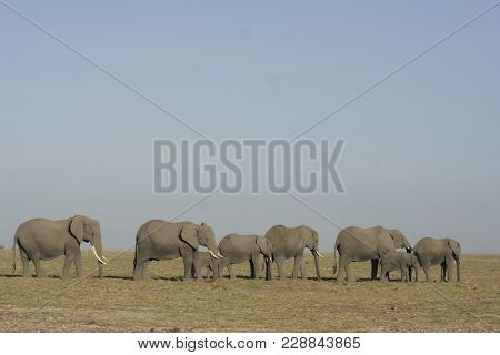 African Elephants(loxodonta Africana) Tembo Or Ndovu In Swahili.