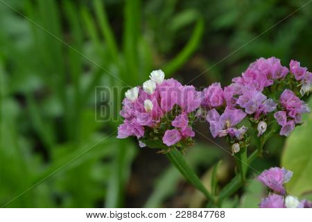 Dill. Anethum Graveolens.  Short-lived Annuals. Medicinal Plant. Dill Flowers. On Blurred Background