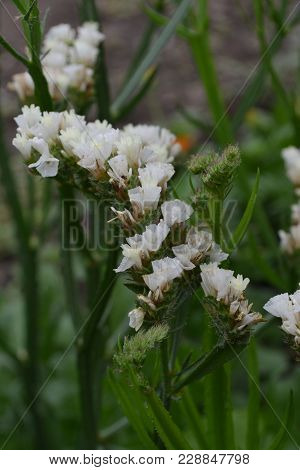 Dill. Anethum Graveolens.  Short-lived Annuals. Medicinal Plant. Dill Flowers. On Blurred Background