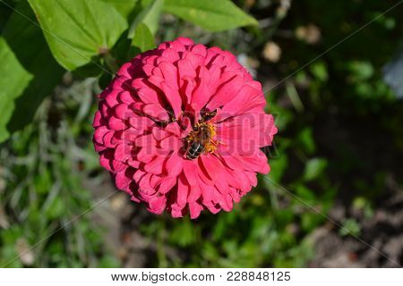 Dill. Anethum Graveolens.  Short-lived Annuals. Medicinal Plant. Dill Flowers. On Blurred Background