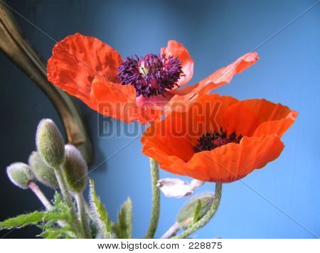 Mohn Liebe