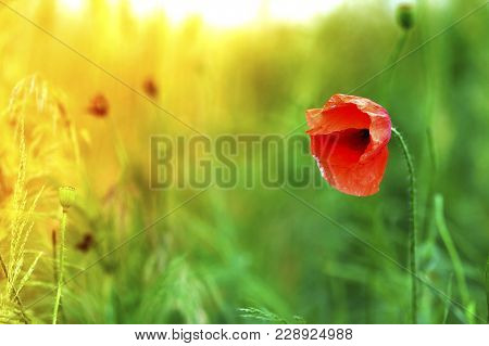 Red Poppy Flower On  Blurred Background  Green Grass