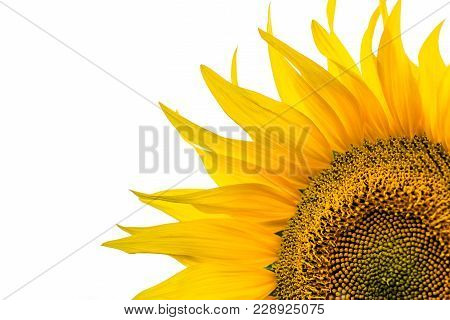 Corner Close-up Of Sunflower Leaves On White Background