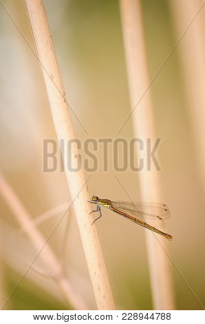Close Up Of Dragonfly. Large Red Damselfly, Czech Republic.