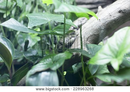 Gliding Leaf Frogs And Amazon Milk Frog On A Branch