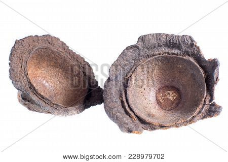 Ishpingo Or Ecuadorian Cinnamon Tree Flower Cupule Closeup