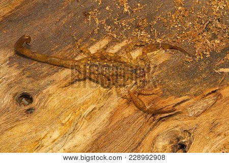 Bark Scorpion, Isometrus Vittatus Which Bears A Long Metasoma And Short Sting. Common On Tree Trunks
