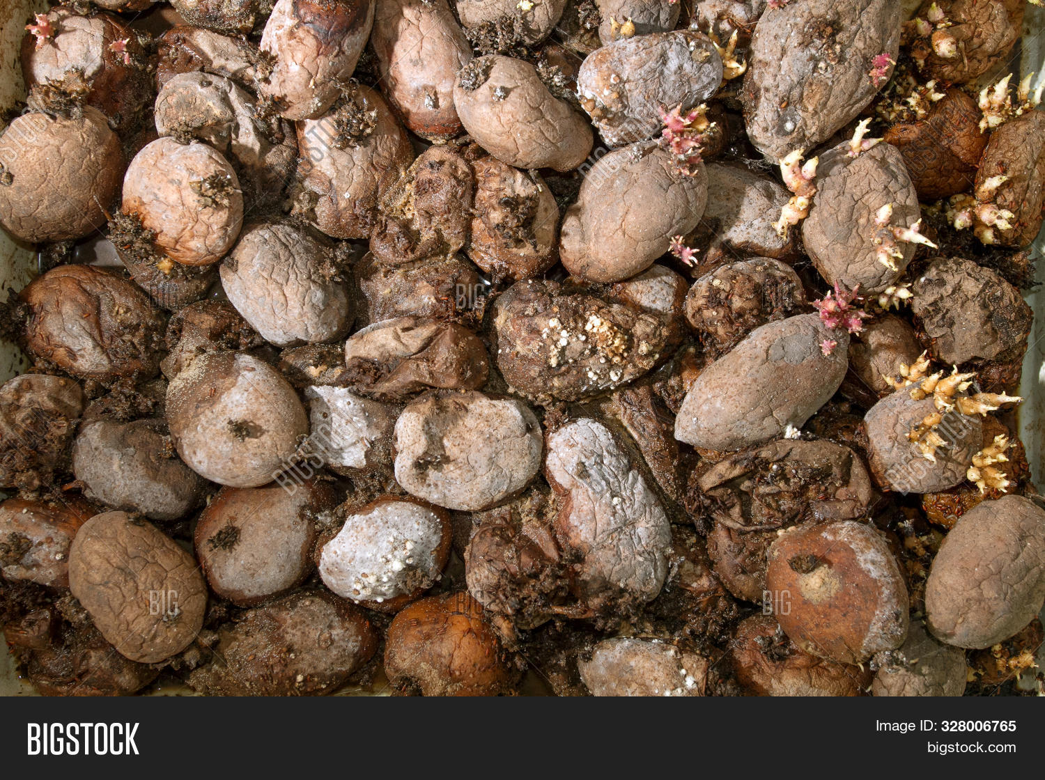 Pile Rotting Potatoes Image & Photo (Free Trial) Bigstock