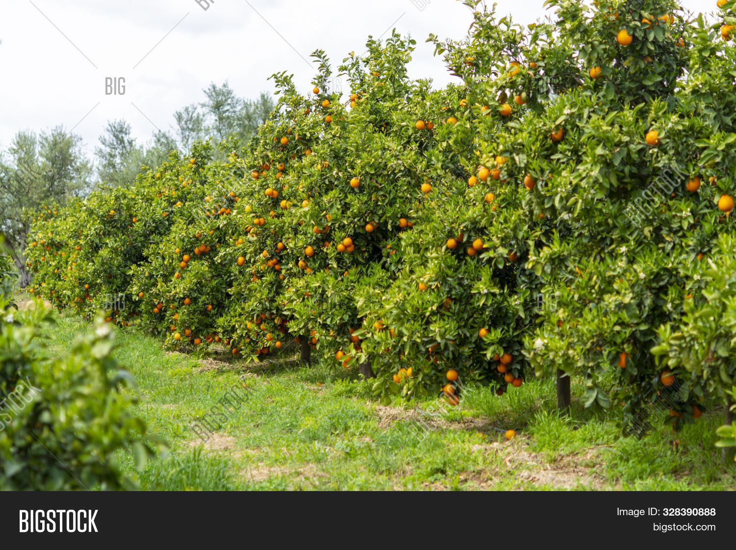 Orange Citrus Fruit Image Photo Free Trial Stock Orange Citrus Fruit Image Photo Free