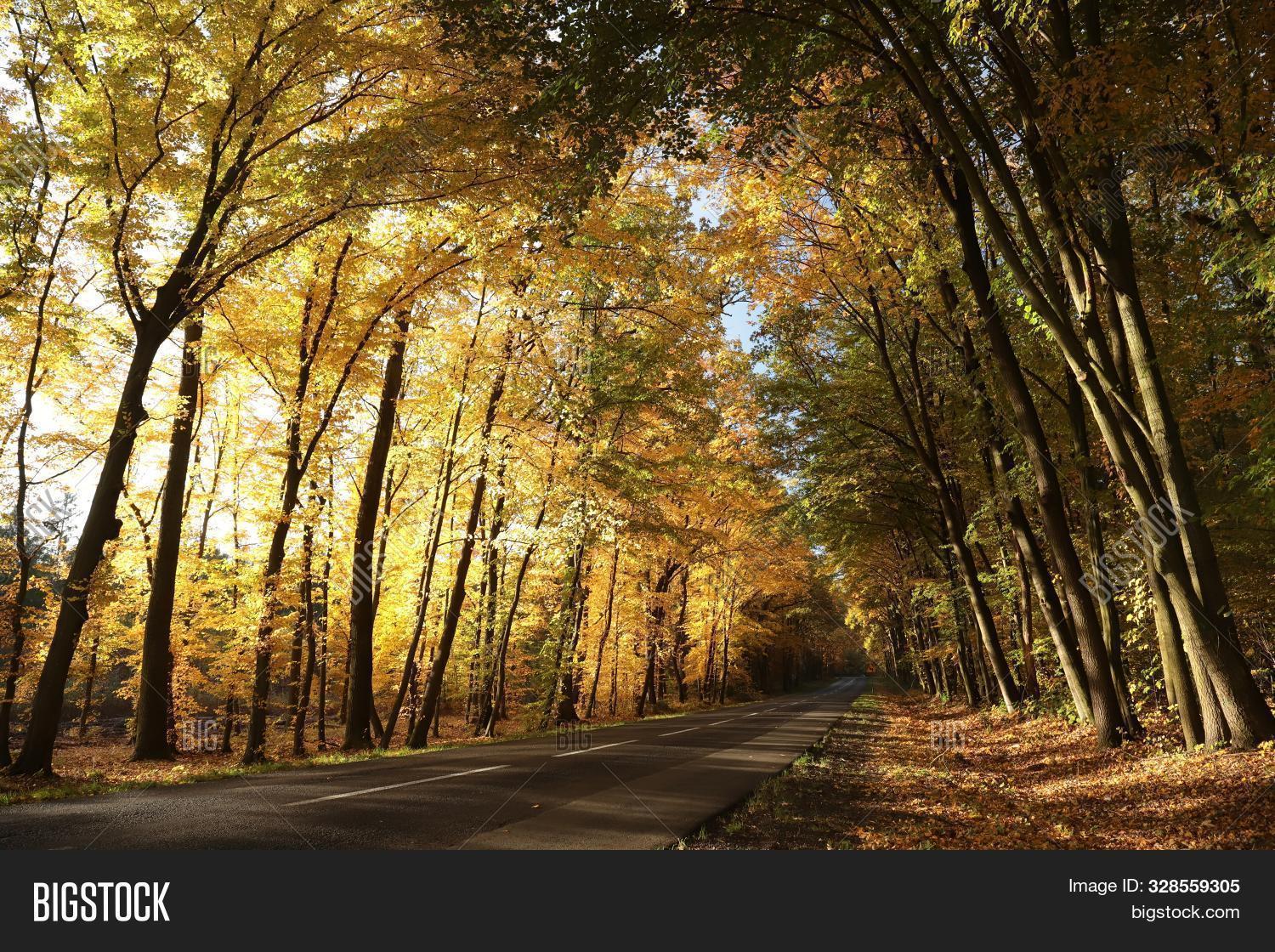 Path Autumn Forest Sun Image Photo Free Trial Bigstock