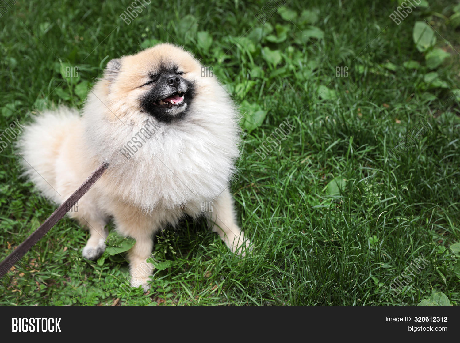 pomeranian cocker spaniel