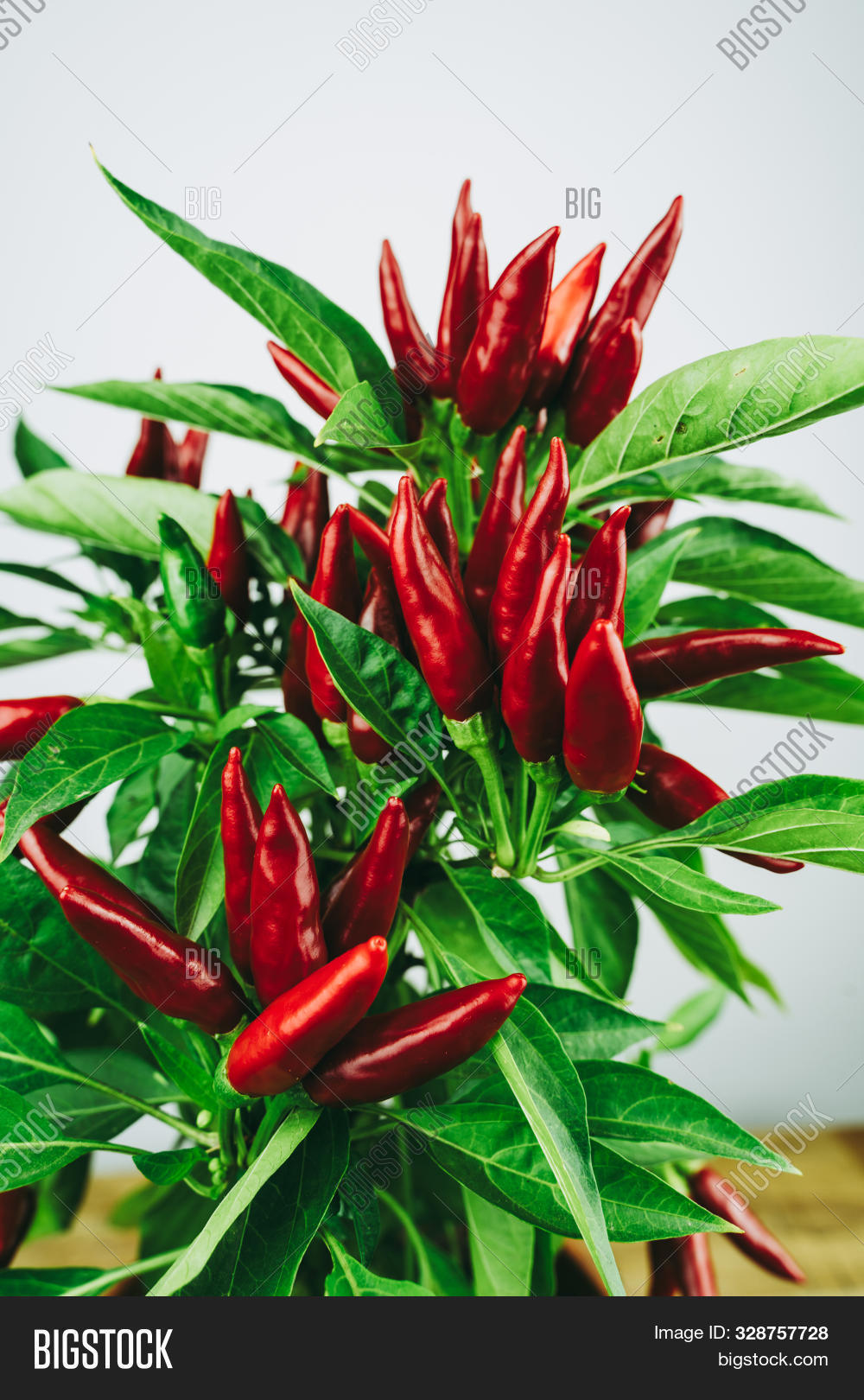 Chili Pepper Saltillo Image & Photo (Free Trial) Bigstock