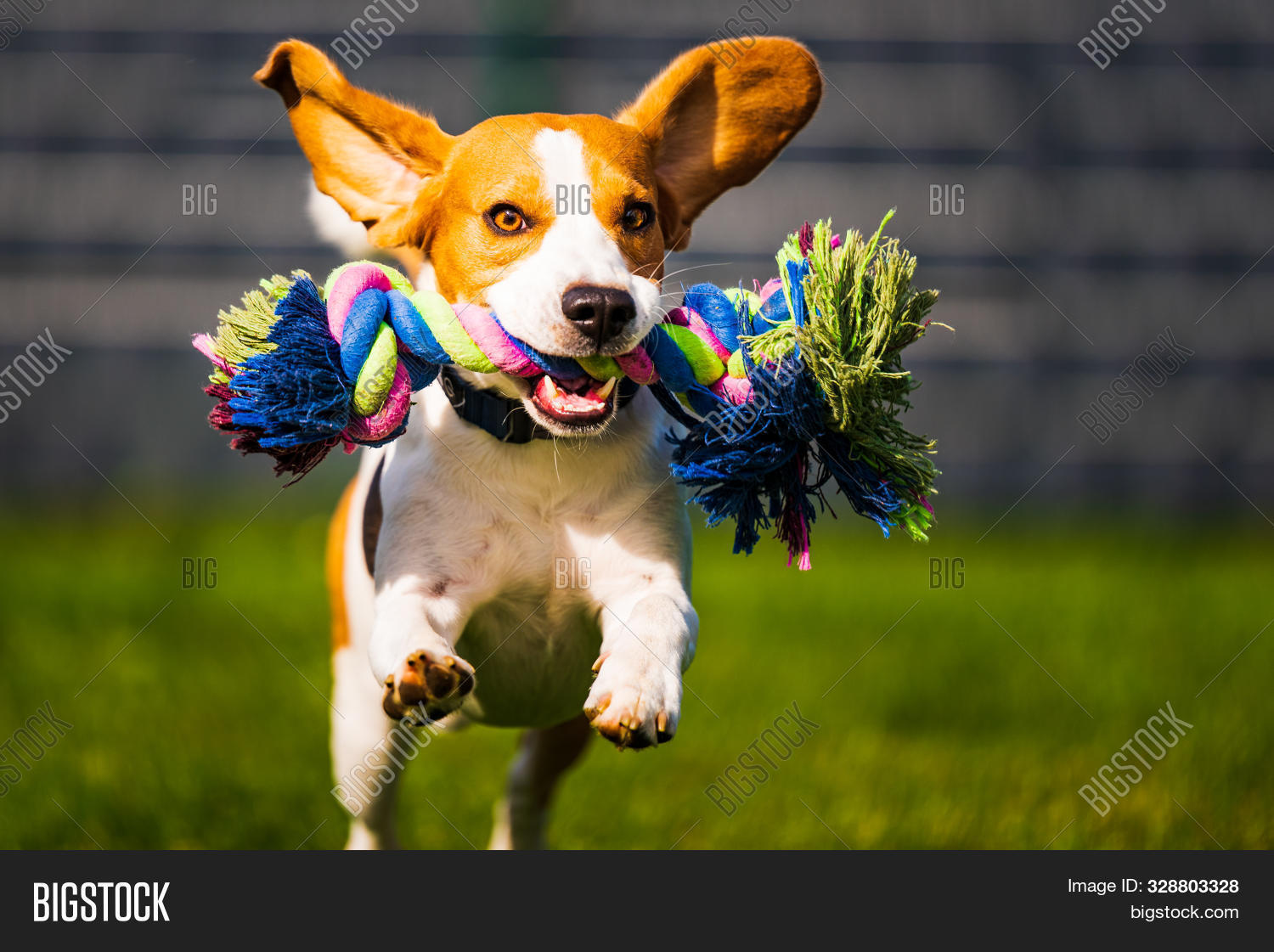 Beagle Dog Jumping Image & Photo (Free Trial) Bigstock