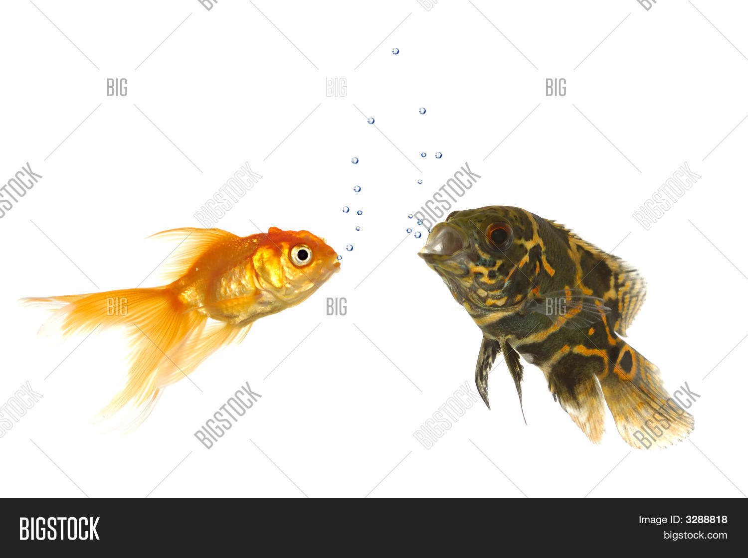 Goldfish Tiger Oscar Image & Photo (Free Trial) Bigstock