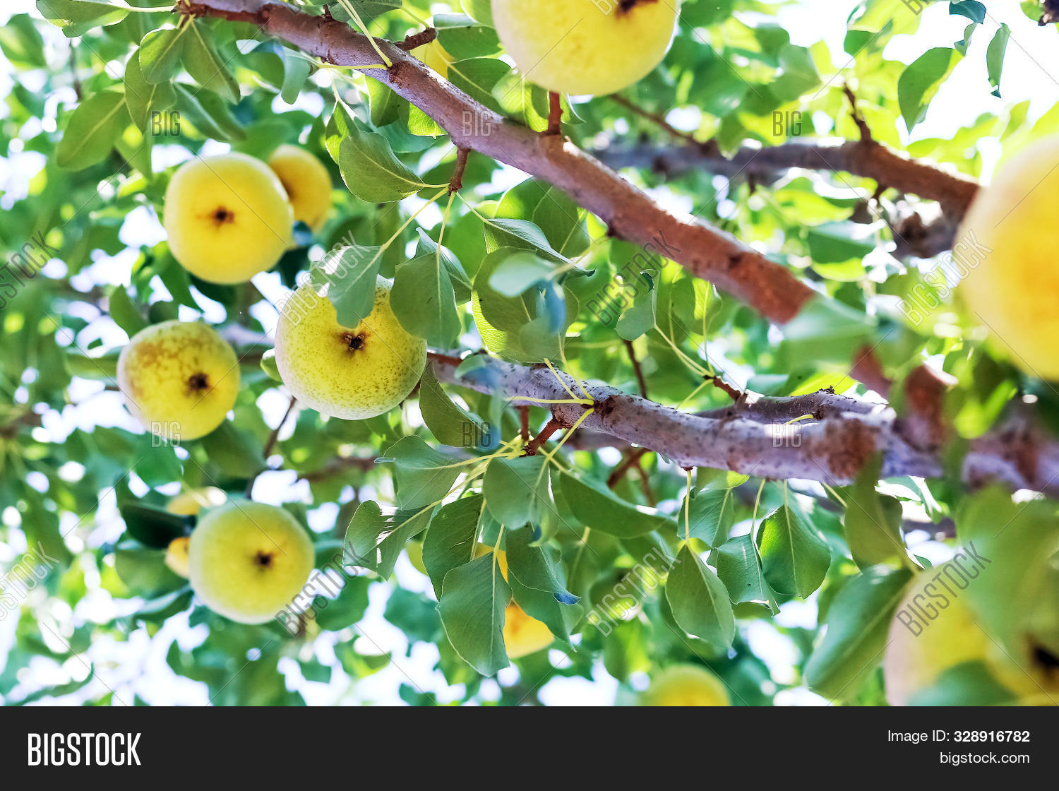 Paradise Apples Close Image Photo Free Trial Bigstock