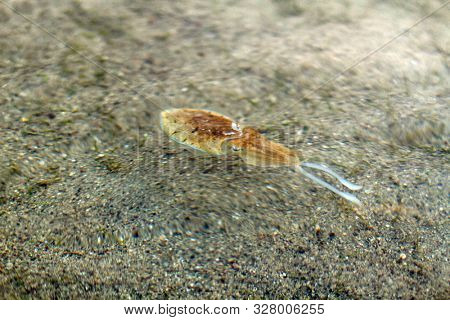 Sea cuttlefish is swimming in the water. Devilfish scared and swim out with ink. Cute cuttle