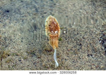 Sea cuttlefish is swimming in the water. Devilfish scared and swim out with ink. Cute cuttle