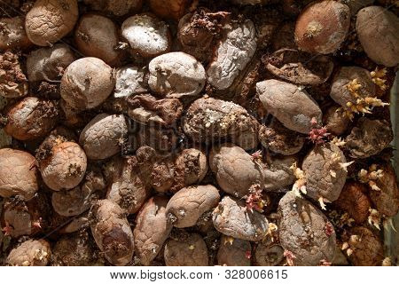 Pile of rotting potatoes waste. Heap of rotten potatoes cornered. Composting concept