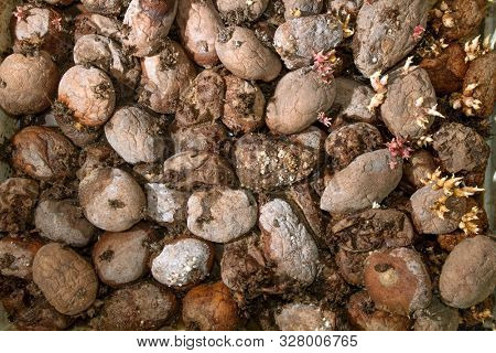 Pile of rotting potatoes waste. Heap of rotten potatoes cornered. Composting concept