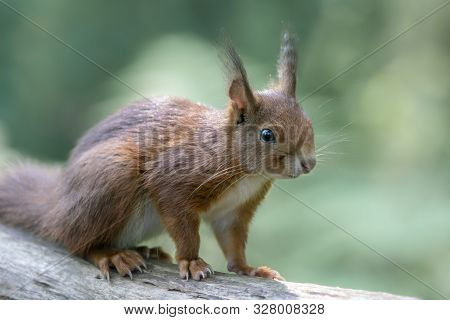 Eurasian Red Squirrel (sciurus Vulgaris) On A Branch. In The Forest Of Huizen, Noord Holland In The 