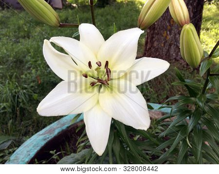 White Lily Grows In A Natural Environment