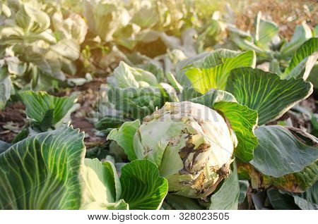Mucous Bacteriosis Of White-headed Cabbage. Defeat Disease Vegetables On The Field. Bad Harvest. Agr