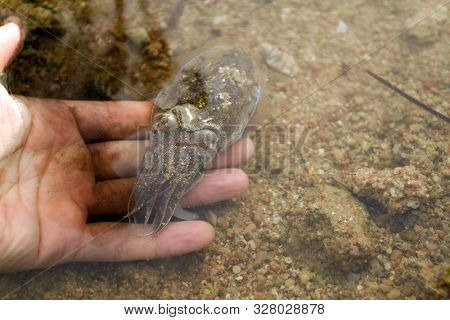 Sea cuttlefish is swimming in the water. Devilfish scared and swim out with ink. Cute cuttle in human hand