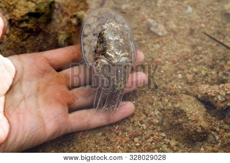 Sea cuttlefish is swimming in the water. Devilfish scared and swim out with ink. Cute cuttle in human hand
