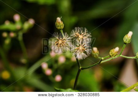 Closeup Of The White Grass Bloom Or Cyanthillium Cinereum In The Garden