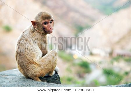 Monkey temple Galwar Bagh i Jaipur, Indien