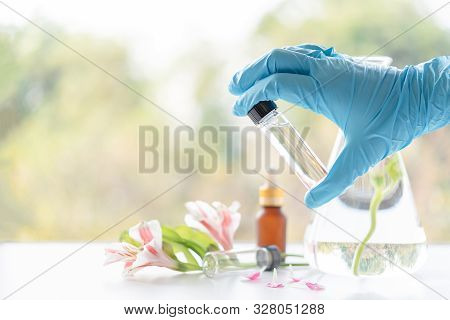Close Up Scientist Hand Holding Essential Oils With Fresh Flower. Lab Research For Scent Extract For