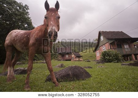 Pomerode, Santa Catarina, Brazil - November 26, 2015: Low Angle View Of A Horse At The Rota Enxaimel