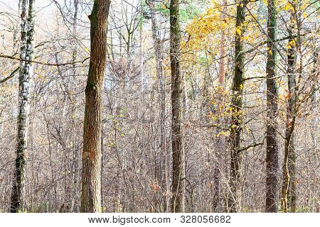 Bare Tree Trunks And Undergrowth In City Park On Sunny Autumn Day In Late Fall