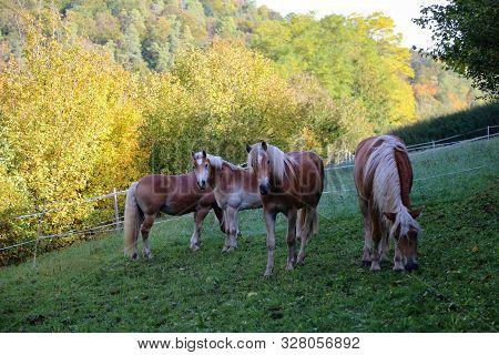 Beautiful Haflinger Horses Stand In The Paddock