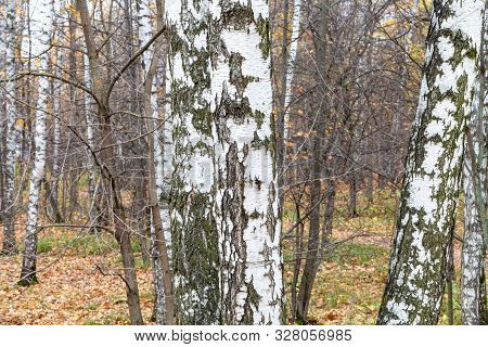 White Birch Trunks In Grove In City Pank In Late Fall