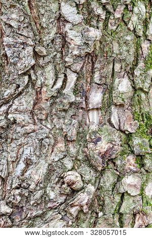 Natural Texture - Rough Bark On Mature Trunk Of Elm Tree (ulmus Laevis) Close Up