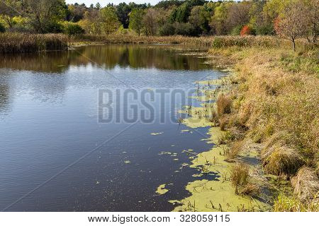 Small Pond In Rural Minnesota During The Fall - Algae And Pond Scum On The Water, With Some Autumn L