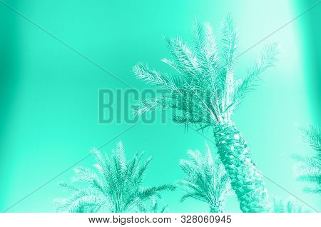 Palms With Colorful Pop Art Effect. Vintage Stylized Photo With Light Leaks. Summer Palm Trees Over 