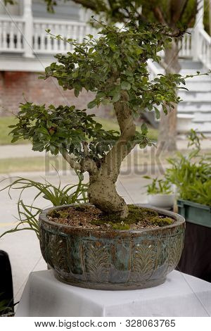 A Bonzai Tree Is On Display And Offered For Sale At Mumfest In New Bern,north Carolina
