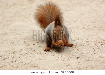 กระรอกกับนัทเป็น