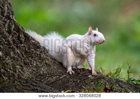 White Squirrel