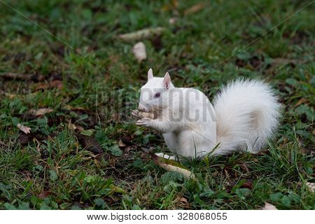 White Squirrel
