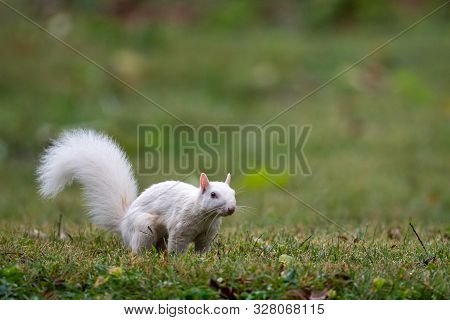 White Squirrel