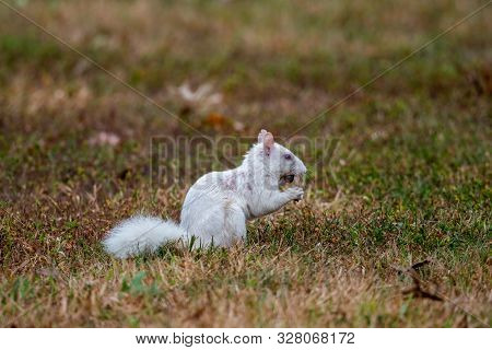 Rare Albino Eastern Gray Squirrel In Early Fall In Olney, Illinois
