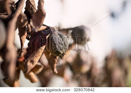 Withered Tree With Blackened And Faded Fruits And Dried Leaves. Risk Of Loss Of Trees And Garden. Th