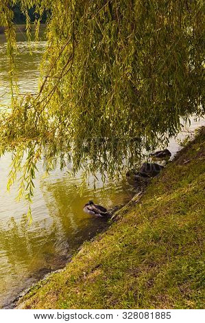 Wild Ducks Are Resting In Shadows From The Branches Of Willow At The Bank Of Drava River. Concept Ph